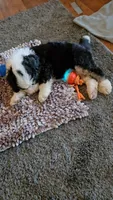 BLUE collar AKA Panda, a male Bernedoodle for sale in Sanger, CA – 8 of 9