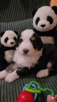 BLUE collar AKA Panda, a male Bernedoodle for sale in Sanger, CA – 3 of 9