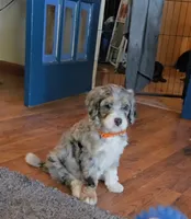 Orange collar , a female Bernedoodle for sale in Sanger, CA – 9 of 9