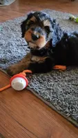 Tan Collar, a female Bernedoodle for sale in Sanger, CA – 5 of 10