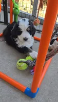 BLUE collar AKA Panda, a male Bernedoodle for sale in Sanger, CA – 6 of 9
