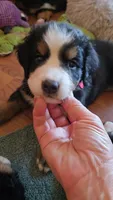Red, a female Bernese Mountain Dog for sale in Sanger, CA – 3 of 5