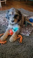 Yellow Collar, a female Bernedoodle for sale in Sanger, CA – 4 of 10