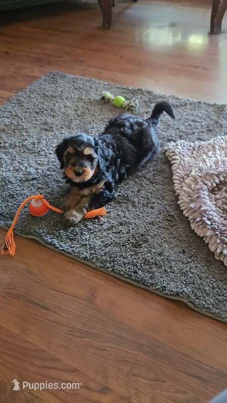 Tan Collar – Bernedoodle puppy for sale in Sanger, CA