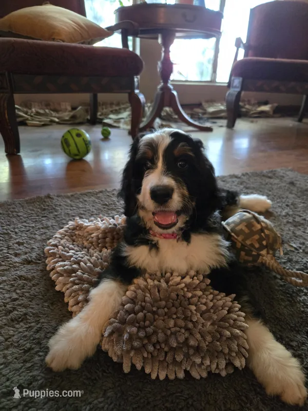 Red – Bernedoodle puppy for sale in Sanger, CA