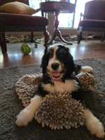 Red, a female Bernedoodle for sale in Sanger, CA – 2 of 8