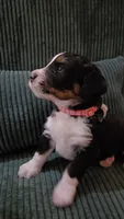 Pink Collar , a female Bernedoodle for sale in Sanger, CA – 6 of 10