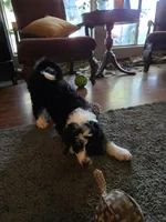 Red, a female Bernedoodle for sale in Sanger, CA – 8 of 8