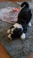 Pink Collar , a female Bernedoodle for sale in Sanger, CA – 5 of 10