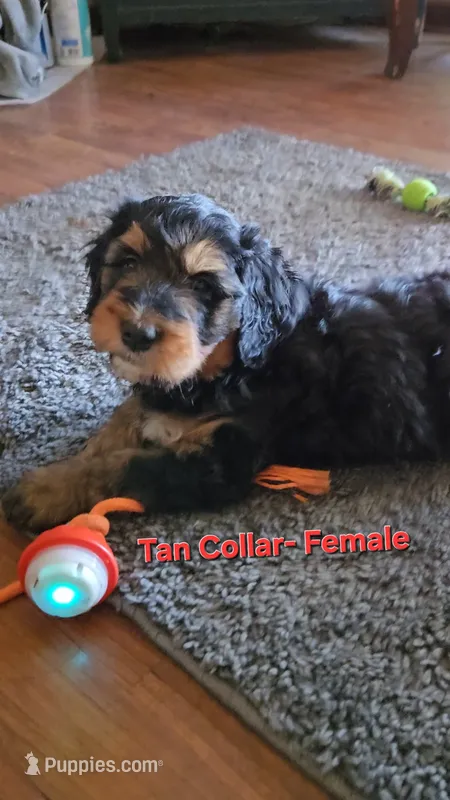 Tan Collar – Bernedoodle puppy for sale in Sanger, CA