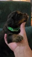 Green Collar , a male Bernedoodle for sale in Sanger, CA – 8 of 10