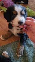 Red, a female Bernese Mountain Dog for sale in Sanger, CA – 4 of 5