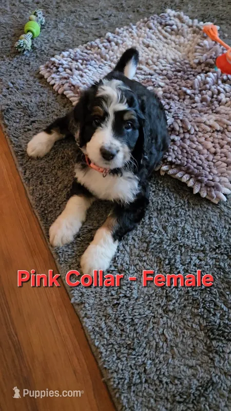 Pink Collar  – Bernedoodle puppy for sale in Sanger, CA