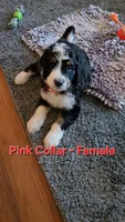Pink Collar , a female Bernedoodle for sale in Sanger, CA – 1 of 10