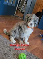 Orange collar , a female Bernedoodle for sale in Sanger, CA – 8 of 9