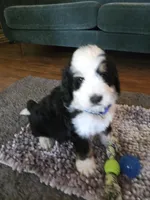 BLUE collar AKA Panda, a male Bernedoodle for sale in Sanger, CA – 9 of 9