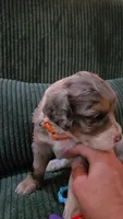 Orange collar , a female Bernedoodle for sale in Sanger, CA – 4 of 9