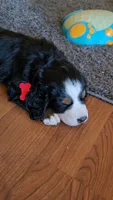 Red, a female Bernese Mountain Dog for sale in Sanger, CA – 1 of 5