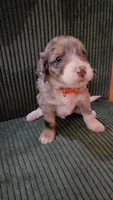 Orange collar , a female Bernedoodle for sale in Sanger, CA – 5 of 9