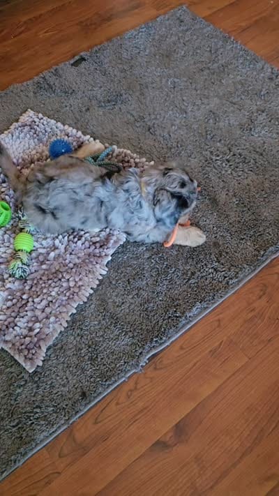 Yellow Collar, a female Bernedoodle for sale in Sanger, CA – 10 of 10