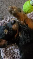 Green Collar , a male Bernedoodle for sale in Sanger, CA – 5 of 10
