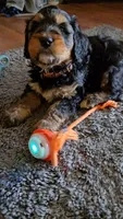 Tan Collar, a female Bernedoodle for sale in Sanger, CA – 6 of 10