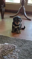 Tan Collar, a female Bernedoodle for sale in Sanger, CA – 7 of 10