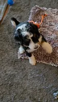 Pink Collar , a female Bernedoodle for sale in Sanger, CA – 3 of 10