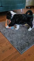 Pink Collar , a female Bernedoodle for sale in Sanger, CA – 4 of 10
