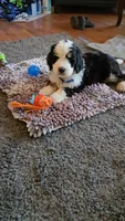 BLUE collar AKA Panda, a male Bernedoodle for sale in Sanger, CA – 5 of 9