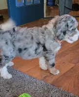 Orange collar , a female Bernedoodle for sale in Sanger, CA – 2 of 9