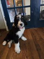 Red, a female Bernedoodle for sale in Sanger, CA – 6 of 8