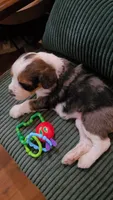 Purple Collar , a female Bernedoodle for sale in Sanger, CA – 4 of 10