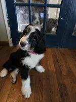 Red, a female Bernedoodle for sale in Sanger, CA – 4 of 8