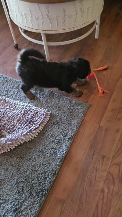 Tan Collar, a female Bernedoodle for sale in Sanger, CA – 10 of 10