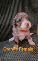 Orange collar , a female Bernedoodle for sale in Sanger, CA – 6 of 9