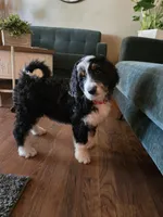 Red, a female Bernedoodle for sale in Sanger, CA – 1 of 8