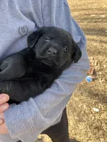 Girl Pink, a female Labrador Retriever for sale in Gray Court, SC – Photo 5 of 7