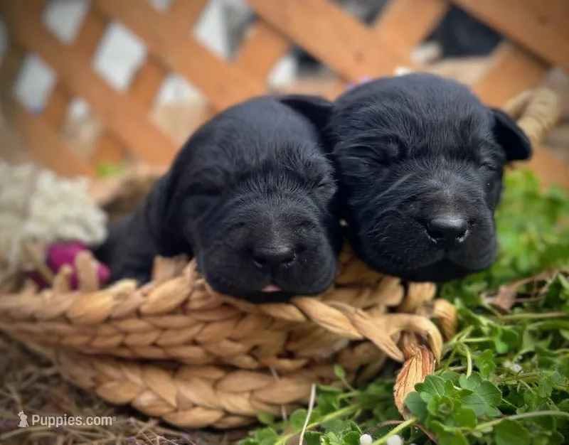 Girl Pink, a female Labrador Retriever for sale in Gray Court, SC – Photo 1 of 7