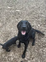 Girl Pink, a female Labrador Retriever for sale in Gray Court, SC – Photo 6 of 7