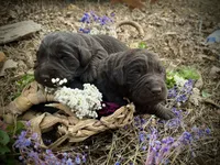 Boy Chocolate SH, a male Labrador Retriever for sale in Gray Court, SC – Photo 5 of 6
