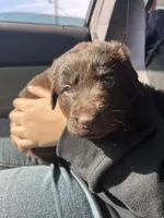 Boy Chocolate SH, a male Labrador Retriever for sale in Gray Court, SC – Photo 4 of 6
