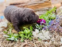 Boy Chocolate SH, a male Labrador Retriever for sale in Gray Court, SC – Photo 2 of 6
