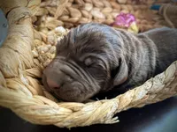 Boy Chocolate SH, a male Labrador Retriever for sale in Gray Court, SC – Photo 3 of 6