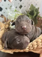 Boy Chocolate SH, a male Labrador Retriever for sale in Gray Court, SC – Photo 1 of 6