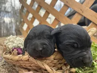 Boy Green, a male Labrador Retriever for sale in Gray Court, SC – Photo 1 of 4