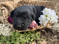 Boy Green, a male Labrador Retriever for sale in Gray Court, SC – Photo 2 of 4