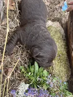 Boy Chocolate LH, a male Labrador Retriever for sale in Gray Court, SC – Photo 3 of 5
