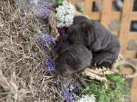Boy Chocolate LH, a male Labrador Retriever for sale in Gray Court, SC – Photo 2 of 5