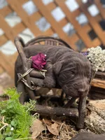 Boy Chocolate LH, a male Labrador Retriever for sale in Gray Court, SC – Photo 1 of 5